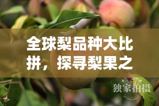 全球梨品种大比拼，探寻梨果之美排名