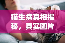 猫生病真相揭秘，真实图片与解析大全