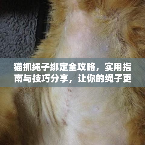猫抓绳子绑定全攻略，实用指南与技巧分享，让你的绳子更耐用！