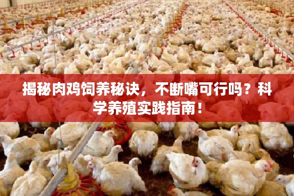 揭秘肉鸡饲养秘诀，不断嘴可行吗？科学养殖实践指南！