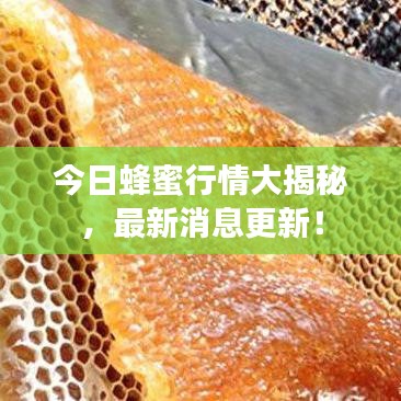 今日蜂蜜行情大揭秘，最新消息更新！